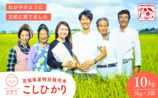 令和７年産新米 特別栽培米 コシヒカリ 10kg 山田のややこ | コシヒカリ こしひかり  特別栽培米 減農薬 冷めてもおいしい お弁当 特別栽培認証 茨城県産 茨城県 龍ケ崎市【茨城県共通返礼品・河内町産】 