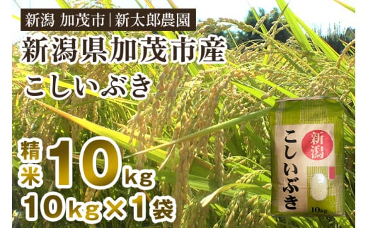 【令和7年産新米】新潟県加茂市産こしいぶき 精米10kg（10kg×1袋） 《9月上旬から順次出荷》 コシイブキ お米 ライス ごはん ご飯 新潟米 新潟産 加茂市産 新太郎農園 2009685 - 新潟県加茂市