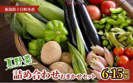 夏野菜詰め合わせ　おまかせセット 野菜　茶豆 とうもろこし トマト なす きゅうり ピーマン ズッキーニ おまかせ 新潟県 十日町市 2009499 - 新潟県十日町市