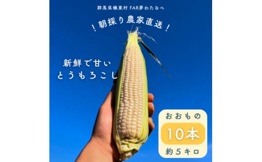 ＜先行予約＞糖度18度前後　朝採りトウモロコシ　しろいおおもの　約5kg(10本)【1598110】