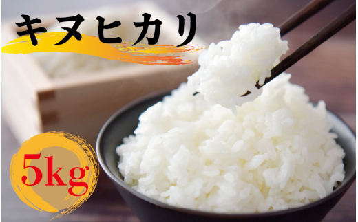 【令和6年産】 米 キヌヒカリ 5kg お米 きぬひかり 滋賀県 竜王町産 こめ おこめ コメ 白米 2011504 - 滋賀県竜王町