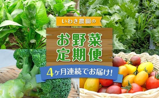 4ヶ月連続でお届け！いわき農園の新鮮お野菜定期便！【4月～7月の毎月発送】【沖縄・離島配送不可】山田町 三陸山田 農産品 農家 ほうれん草 レタス ブロッコリー ミニトマト 野菜定期便 YD-809 2011364 - 岩手県山田町