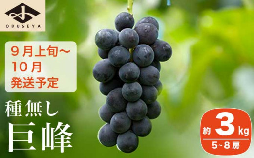 長野県産 種無し巨峰 約3kg 5～8房 ［小布施屋］ 果物 フルーツ ぶどう 葡萄 令和7年産【2025年9月上旬～10月発送】  ［B-3］ 216617 - 長野県小布施町