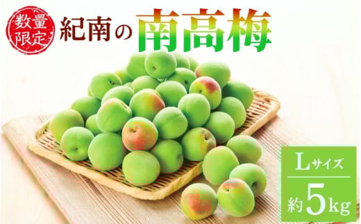 【2025年分予約】紀南の南高梅（Lサイズ）約5kg ※2025年5月下旬～6月中旬頃順次発送予定 / 田辺市 果物 果実 くだもの かじつ 梅 青梅 生梅 梅干し うめぼし 梅酒 梅ジュース 梅シロップ 手作り 自家製 新鮮 【okw005】 2091300 - 和歌山県田辺市