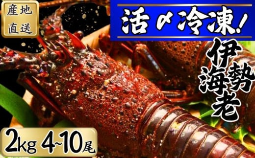  【漁師直送／活〆冷凍】 冷凍 伊勢海老 （２kg／４〜１０尾） 銚子港 水揚げ  魚介 海鮮 急速冷凍 冷凍伊勢海老 冷凍 伊勢エビ いせえび 海老 エビ ハーフカット  バーベキュー 簡単調理 お祝い 高級 人気 新鮮 贈答 ギフト お取り寄せ グルメ 産地直送 濃厚 身 送料無料 ふるさと納税 千葉県銚子市 仲野水産 										