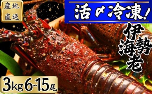  【漁師直送／活〆冷凍】 冷凍 伊勢海老 （３kg／６〜１５尾） 銚子港 水揚げ  魚介 海鮮 急速冷凍 冷凍伊勢海老 冷凍 伊勢エビ いせえび 海老 エビ ハーフカット  バーベキュー 簡単調理 お祝い 高級 人気 新鮮 贈答 ギフト お取り寄せ グルメ 産地直送 濃厚 身 送料無料 ふるさと納税 千葉県銚子市 仲野水産 										