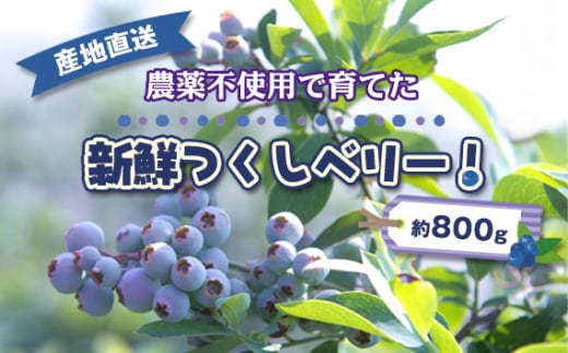 No.488 農薬不使用で育てた新鮮つくしベリー！　産地直送　約800g ／ ブルーベリー 農園 自然 農薬不使用 ラビットアイ系 手摘み 果物 フルーツ 2118728 - 愛知県刈谷市