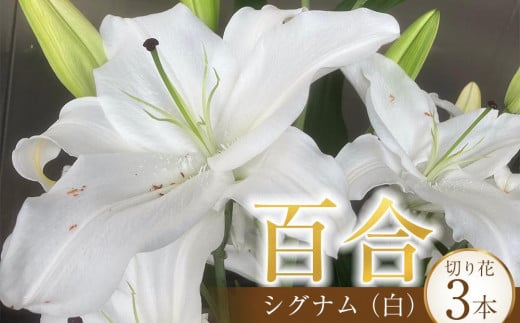 百合・シグナム（白）3本 切り花