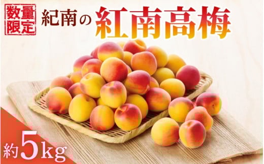 【2025年分予約】紀南の紅南高梅（2L～3Lサイズ）約5kg※2025年6月上旬～中旬頃順次発送予定 / 田辺市 果物 果実 くだもの かじつ 梅 青梅 生梅 梅干し うめぼし 梅酒 梅ジュース 梅シロップ 手作り 自家製 新鮮 【okw001】 2091296 - 和歌山県田辺市
