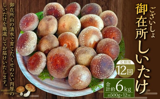 【12回定期便】御在所肉厚生しいたけ 計約6kg 1回あたり約500g（計12回） 生しいたけ しいたけ 椎茸 シイタケ 肉厚 山菜 お取り寄せ 冷蔵 2000559 - 高知県香美市