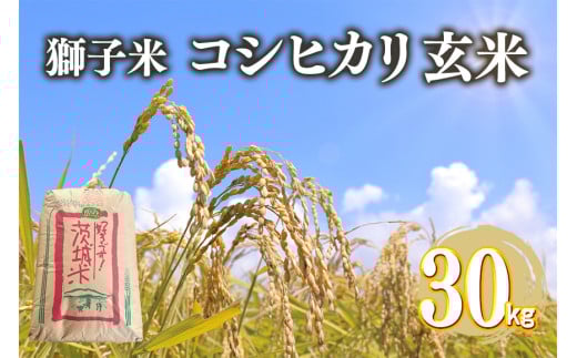 【令和7年産】獅子米 コシヒカリ 玄米 30kg 岡田ファーム コンテスト受賞米 お米 米 おこめ ブランド米 こしひかり 30キロ 国産 単一原料米 コメ こめ ご飯 銘柄米 茨城県産 茨城 産直 産地直送 農家直送 ごはん 家庭用 贈答用 お取り寄せ ギフト 茨城県 石岡市 (B02-004) 1379728 - 茨城県石岡市