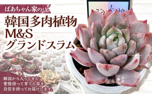 ばあちゃん家の韓国多肉植物 M&Sグランドスラム 1苗 多肉植物 植物 多肉 観葉植物 韓国苗 M&S苗 グランドスラム インテリア