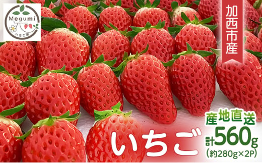 [ふるさとチョイス限定!]数量限定 いちご 2パック 兵庫県 加西市 果物類 苺 イチゴ 果物詰合せ フルーツ