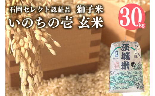 【令和6年産】獅子米 いのちの壱 玄米 30kg 岡田ファーム コンテスト受賞米 お米 米 おこめ ブランド米 30キロ 国産 単一原料米 コメ こめ ご飯 銘柄米 茨城県産 茨城 産直 産地直送 農家直送 ごはん 家庭用 贈答用 お取り寄せ 茨城県 石岡市 (G437) 1079444 - 茨城県石岡市