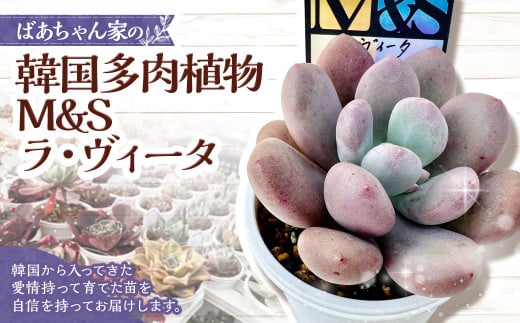 ばあちゃん家の韓国多肉植物 M&S ラ・ヴィータ 1苗 多肉植物 植物 多肉 観葉植物 韓国苗 M&S苗 インテリア