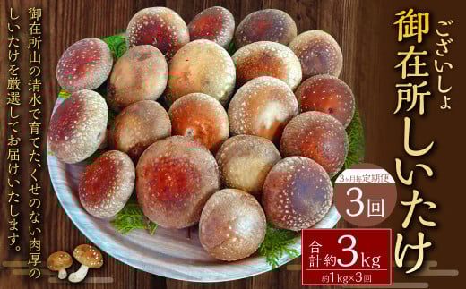 【3ヶ月毎 3回定期便】御在所肉厚生しいたけ 計約3kg 1回あたり約1kg（計3回） 生しいたけ しいたけ 椎茸 シイタケ 肉厚 山菜 お取り寄せ 冷蔵