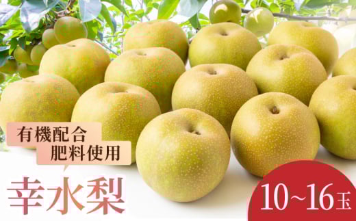 【先行予約】有機配合肥料使用 幸水梨 10玉から16玉 2025年8月中旬から8月下旬 出荷予定【春光園】 梨 なし 果物 フルーツ 368678 - 福岡県うきは市
