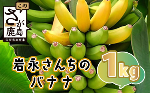 ＼農林水産大臣賞受賞（施設トマトの部）／【岩永さんちのバナナ 約1kg 5～8本入り】【生産者直送】 無農薬 化学肥料不使用 有機栽培 手造り肥料 上品な甘さ  もちもち食感 フルーティ  おやつ 健康 安心安全 ふるさと納税   B-824 2015461 - 佐賀県鹿島市