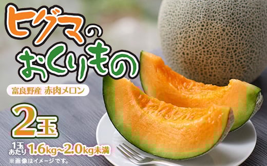 ＜2026年発送先行受付＞ヒグマのおくりもの 富良野メロン (赤肉)2玉 計3.2㎏以上_メロン 富良野 北海道 ふらのメロン 2玉 フルーツ 赤肉 果物 くだもの 人気 おすすめ 送料無料 贈答 ギフト【1519710】
