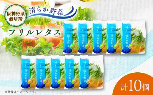 清らか野菜 フリルレタス10個入り【1335073】 436001 - 兵庫県尼崎市