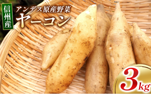 信州しおじり産 ヤーコン 3kg | やーこん ヤーコン フラクトオリゴ糖 イヌリン アンデス原産野菜 塩尻市 長野県 信州 