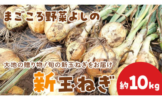 茨城県 筑西市産「 まごころ野菜よしの の 新玉ねぎ 」 約10kg 令和7年産 先行予約 玉ねぎ 玉葱 タマネギ 野菜 [DX022ci]