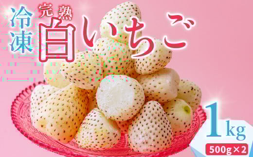 【数量限定】冷凍白いちご １kg 土耕栽培にこだわる農薬減量栽培 | 白いちご 白イチゴ 白苺 フルーツ 苺 イチゴ  果肉  まろやかな  品質 健康 果物 デザート 美容 おやつ 料理 ソース 人気 苺  果実 果汁 冷凍 冷凍食品 冷凍いちご 朝採り 完熟 新鮮 大容量 オススメ  スムージ ジュース 冷凍スイーツ  冷凍苺 フローズン 茨城県 常陸太田 