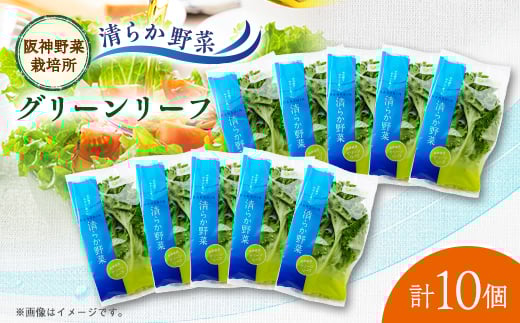 清らか野菜 グリーンリーフ【1335066】 434159 - 兵庫県尼崎市