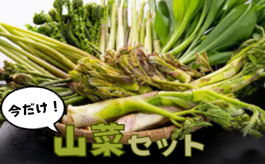 天然物！旬の山菜セット（5種類程度）＜4月以降順次発送開始予定＞【期間限定】【数量限定】