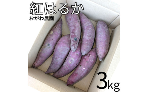131K.おがわ農園 紅はるか3kg 965449 - 鳥取県湯梨浜町