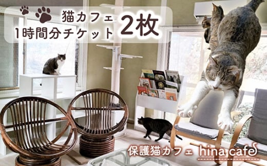 No.202 猫ルーム1時間利用チケット2枚 ／ hinacafe 猫カフェ 保護猫 遊び 触れ合い 写真撮影 まったり 癒し 山口県