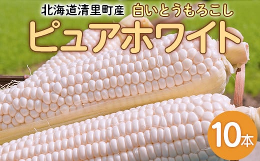 【先行予約】清里町産 白いとうもろこし ピュアホワイト 10本（令和7年9月1日より発送） 【 ふるさと納税 人気 おすすめ ランキング とうもろこし トウモロコシ コーン ピュアホワイト 白い 甘い 野菜 10本 生 北海道 清里町 送料無料 】 KYSL001 1431297 - 北海道清里町