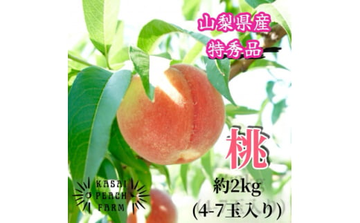 ＜2025年先行受付＞厳選朝採り桃 山梨の笠井桃園の桃 約2kg【1587429】 2017176 - 山梨県山梨市