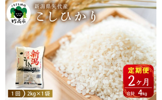 【2025年4月上旬より発送】【定期便】新潟県矢代産コシヒカリ2kg×2回（計4kg）