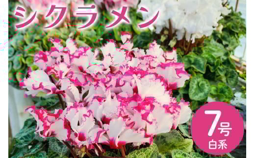 シクラメン 7号 白系 フラワーギフト 鉢植え 鉢 ギフト ビッグサイズ 鉢花 お歳暮 ガーデンシクラメン ミニシクラメン プレゼント 希少 クリスマス 誕生日 結婚記念日 花ギフト 867897 - 茨城県那珂市