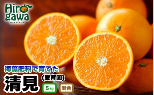 清見 海藻施用 手選果 5kg ※3月中旬～4月中旬頃に順次発送予定 【aii009-r-5】 2016021 - 和歌山県広川町