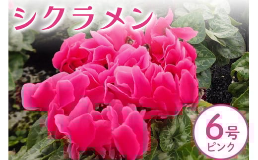 シクラメン 6号 ピンク系 フラワーギフト 鉢植え 鉢 ギフト ビッグサイズ 鉢花 お歳暮 ガーデンシクラメン ミニシクラメン プレゼント 希少 クリスマス 誕生日 結婚記念日 花ギフト 867899 - 茨城県那珂市