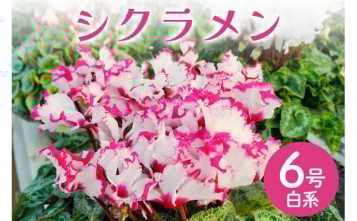 シクラメン 6号 白系 フラワーギフト 鉢植え 鉢 ギフト ビッグサイズ 鉢花 お歳暮 ガーデンシクラメン ミニシクラメン プレゼント 希少 クリスマス 誕生日 結婚記念日 花ギフト 867900 - 茨城県那珂市