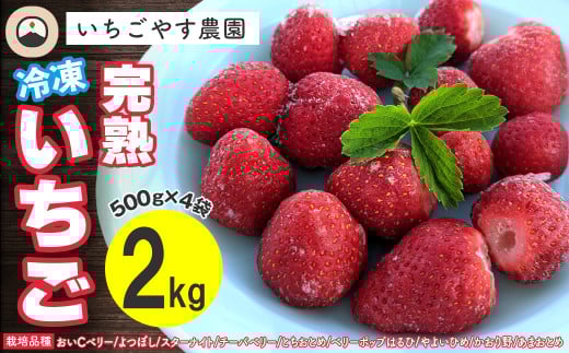 冷凍 完熟いちご2kg(500g×4袋)/いちごやす農園 1275032 - 千葉県富津市
