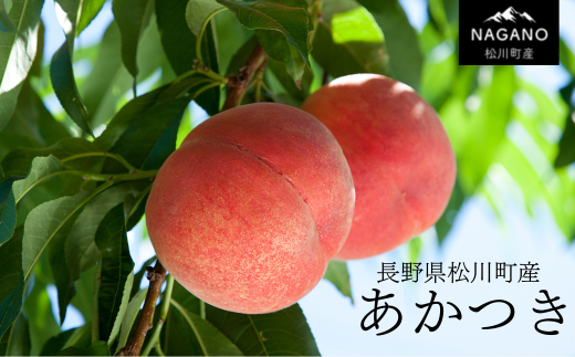 KM02-25A 桃 あかつき 4kg以上（12～16玉）贈答 / 2025年7月下旬〜8月上旬頃 発送予定 // 長野県 南信州 松川町 モモ 贈答 産地直送 農家直送 新鮮  もも 甘い 