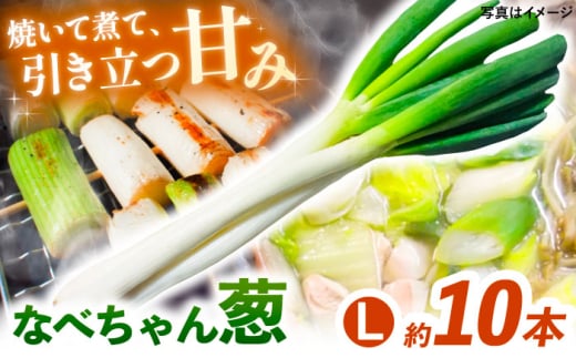 【2025年11月発送開始】焼いてそのまま美味しい！なべちゃん葱 秀品 Lサイズ2.5kg（500g×5袋）約10本 ネギ ねぎ 島根県雲南市/山さんファーム [AICO003] 2016112 - 島根県雲南市