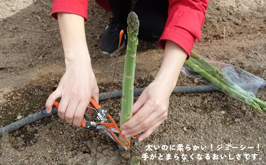 アスパラガス狩りも人気です！