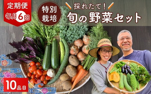 【10品目】【6カ月定期便】 特別栽培 たかしま農園 採れたて 旬の野菜セット 毎月発送  | 野菜 やさい 生野菜 おまかせ 詰め合わせ 無農薬 新鮮 季節 旬 食材 地元産 有機野菜 有機農業 農家 食育 健康 お取り寄せ 埼玉県 久喜市 2022808 - 埼玉県久喜市