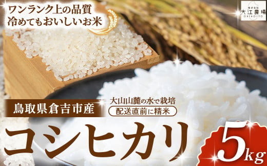 倉吉市産 コシヒカリ 5kg 【大江農場】 令和6年産米 精米 お米 米 こめ コメ 白米 こしひかり コシヒカリ ブランド米 2017718 - 鳥取県倉吉市