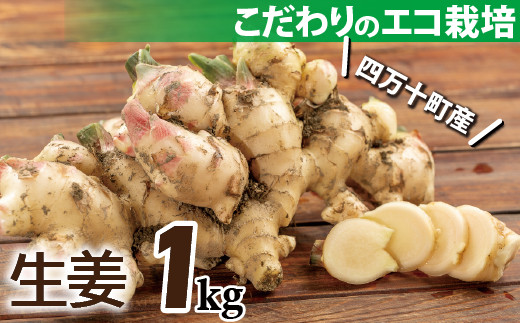 【予約受付】ミネラル豊富なエコ栽培の生姜1㎏ Fms-20 しょうが ジンジャー おかず 野菜 大容量 2019209 - 高知県四万十町