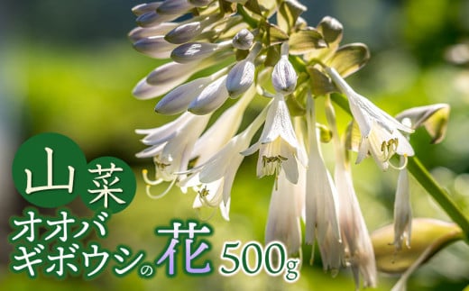 【令和7年発送】山菜　オオバギボウシの花　500g　グレイスファーム