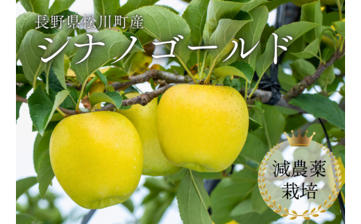 25A りんご シナノゴールド 約5kg 減農薬栽培 秀品/10月下旬頃から配送予定//長野県 南信州 松川町 安心 安全 減農薬栽培 贈答 りんご リンゴ シナノゴールド 黄色りんご