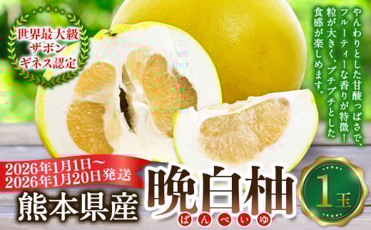 熊本県産 晩白柚 1玉入り [2026年1月上旬発送開始] みかん ミカン 柑橘 果物 くだもの フルーツ
