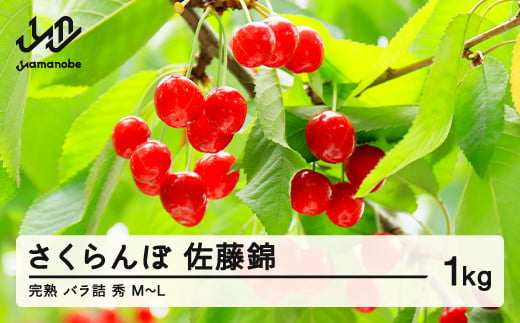 《先行予約》2026年 山形県産 さくらんぼ 佐藤錦 朝採り 完熟バラ詰め 1kg 秀 M～L サクランボ フルーツ 果物 F20A-015 543133 - 山形県山辺町