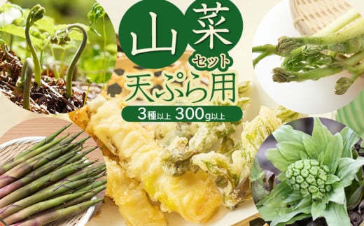 【令和7年発送】山菜セット天ぷら用（3種以上）　タラの芽、山ウド、月山筍など　計300g以上　グレイスファーム 2020069 - 山形県鶴岡市